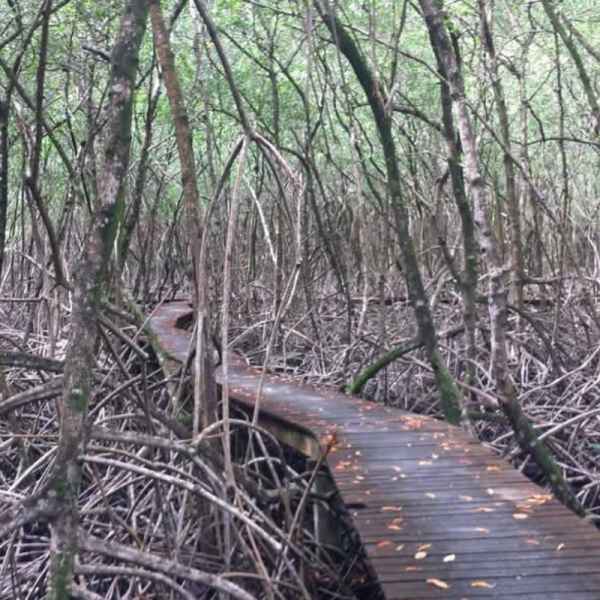 2 Walk through Tobago’s mysterious mangrove forests on a guided eco tour.