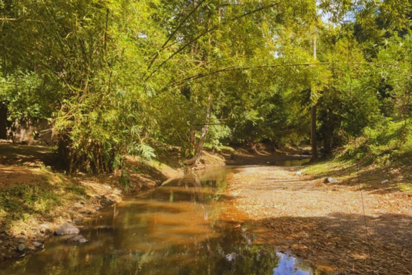 Explore untouched forest trails on your Tobago hiking experience