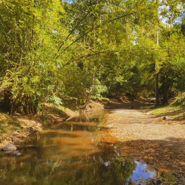 5 Explore untouched forest trails on your Tobago hiking experience