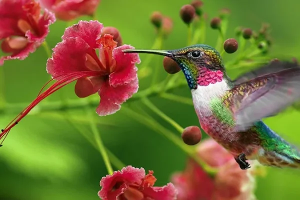 hummingbird
